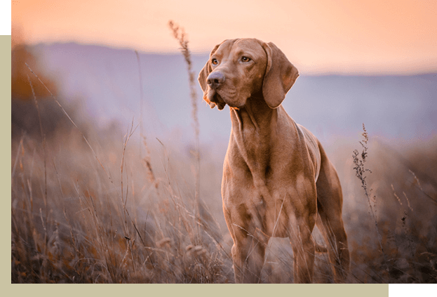 Tracking Dog in a Field
